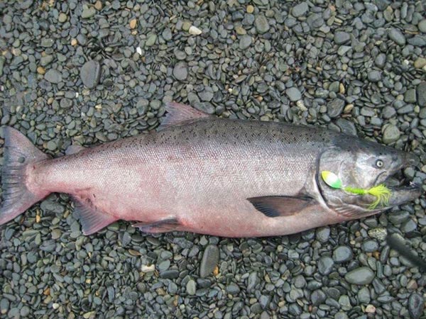 Trophy salmon fishing on Cook Inlet Alaska